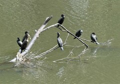 Phalacrocorax sulcirostris