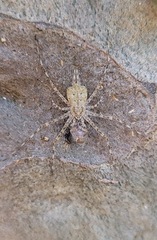 Tamopsis
