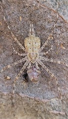 Tamopsis