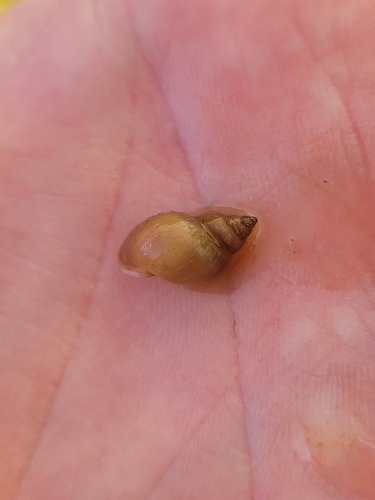 Radix viridis, 2022-09-05