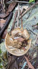 Carcinoscorpius rotundicauda