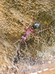 Myrmecia
