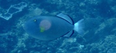 Melichthys vidua