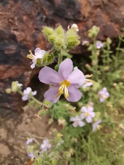 Chaenostoma caeruleum