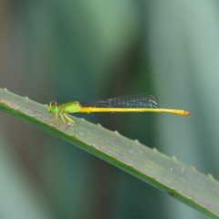 Ceriagrion coromandelianum