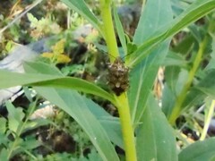 Asopinae