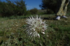 Allium schischkinii