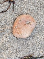 Aplidium
