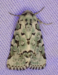 Bryolymnia viridata