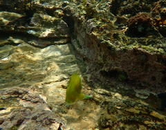 Brachaluteres jacksonianus