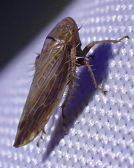 Acinopterus