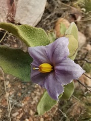 Solanum tomentosum