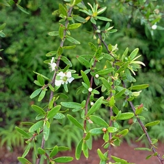 Leptospermum amboinense