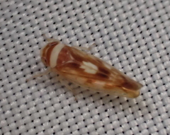 Athysanini