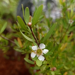 Leptospermum amboinense