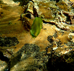 Brachaluteres jacksonianus