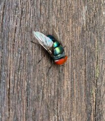 Chrysomya megacephala