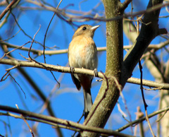 Granatellus venustus