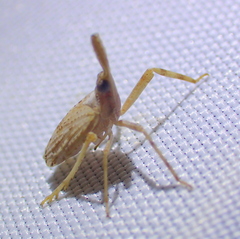 Dictyopharidae