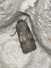 Agrotis puta