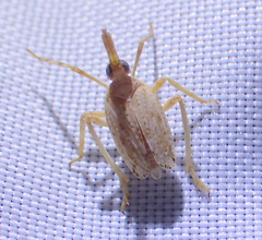 Dictyopharidae