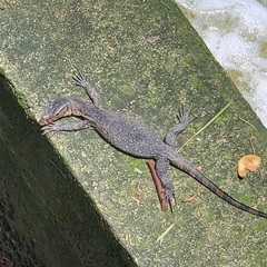 Varanus salvator macromaculatus