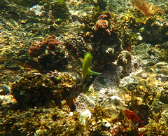 Brachaluteres jacksonianus