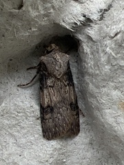 Agrotis puta