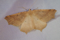 Tetracis jubararia