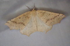 Tetracis jubararia