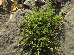 Polygonum arenastrum