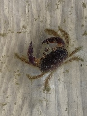Glebocarcinus oregonensis