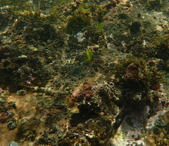 Brachaluteres jacksonianus