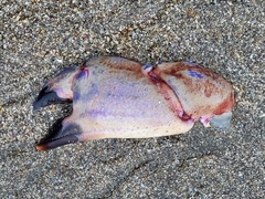 Romaleon antennarium