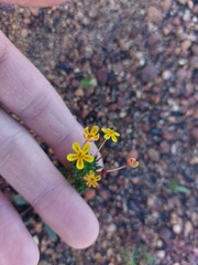 Zaluzianskya divaricata