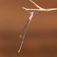 Indolestes tenuissimus