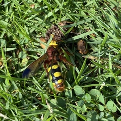 Scolia picteti