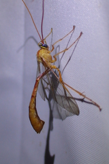 Enicospilus americanus-complex