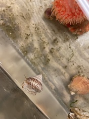 Calliostoma variegatum
