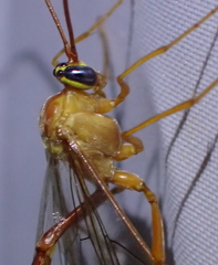 Enicospilus americanus-complex