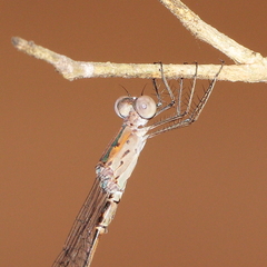 Indolestes tenuissimus