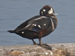 Histrionicus histrionicus