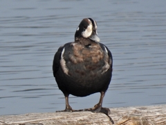 Histrionicus histrionicus