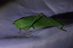 Microcentrum californicum