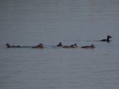 Histrionicus histrionicus