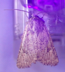 Protorthodes