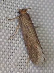 Tinea pellionella