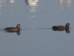 Histrionicus histrionicus