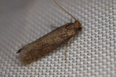 Tinea pellionella