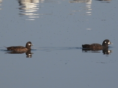 Histrionicus histrionicus